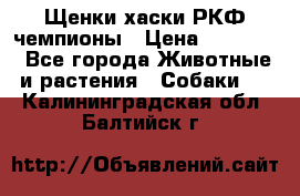 Щенки хаски РКФ чемпионы › Цена ­ 90 000 - Все города Животные и растения » Собаки   . Калининградская обл.,Балтийск г.